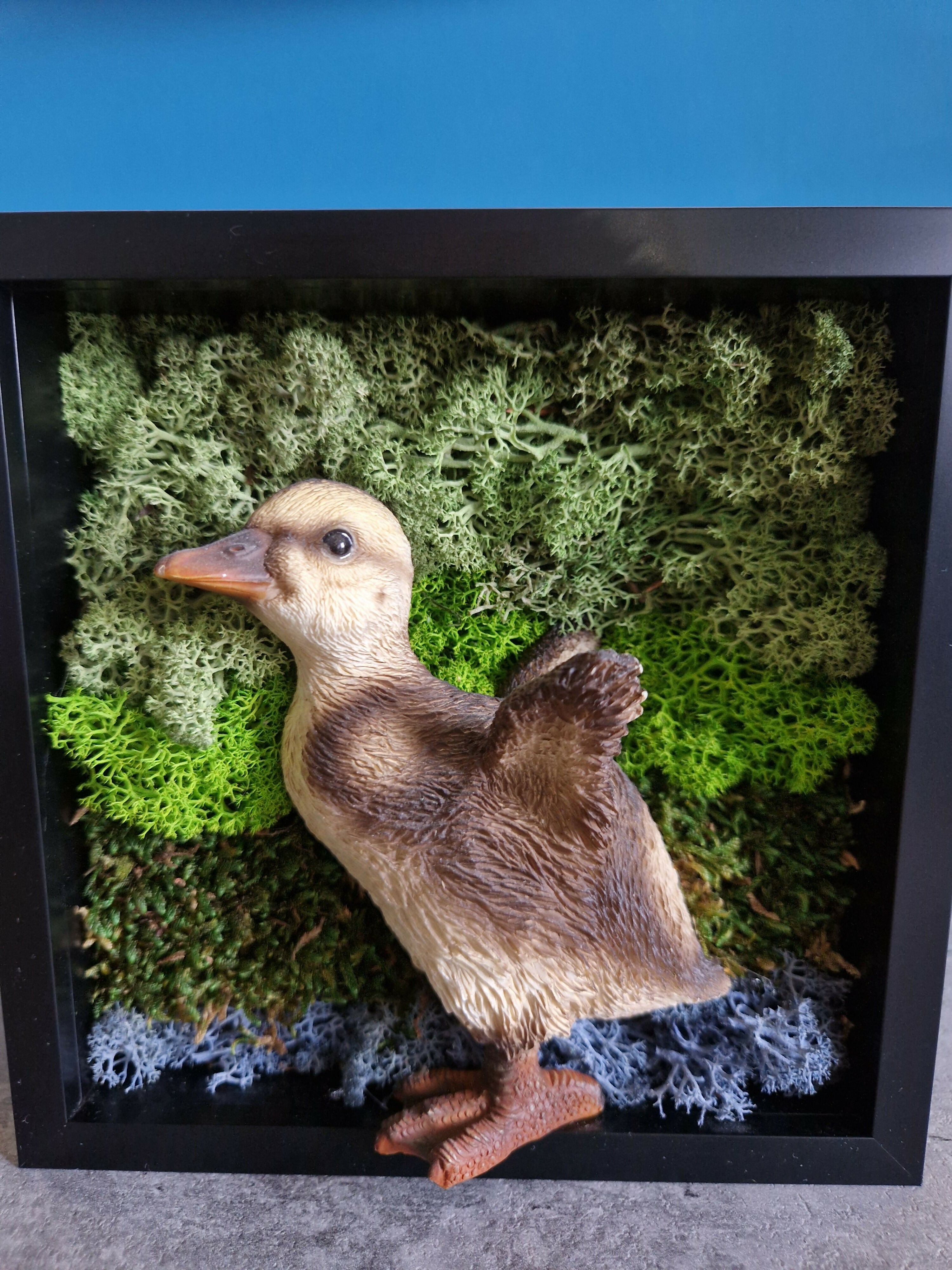 Young Duckling