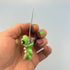 3D Printed EARRINGS: Animal friends DRAGON/CROC/AXOLOTL/DINO