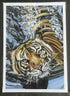 Tiger swim - Print