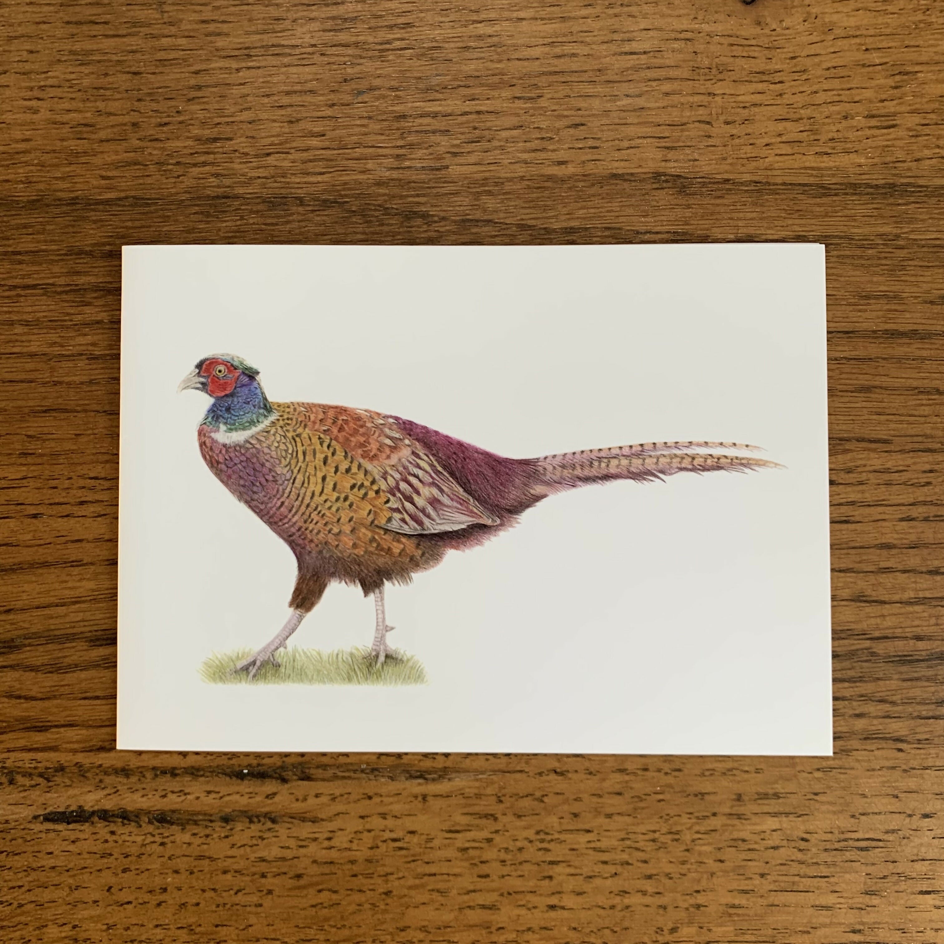Greeting Card of a Pheasant. Blank Inside