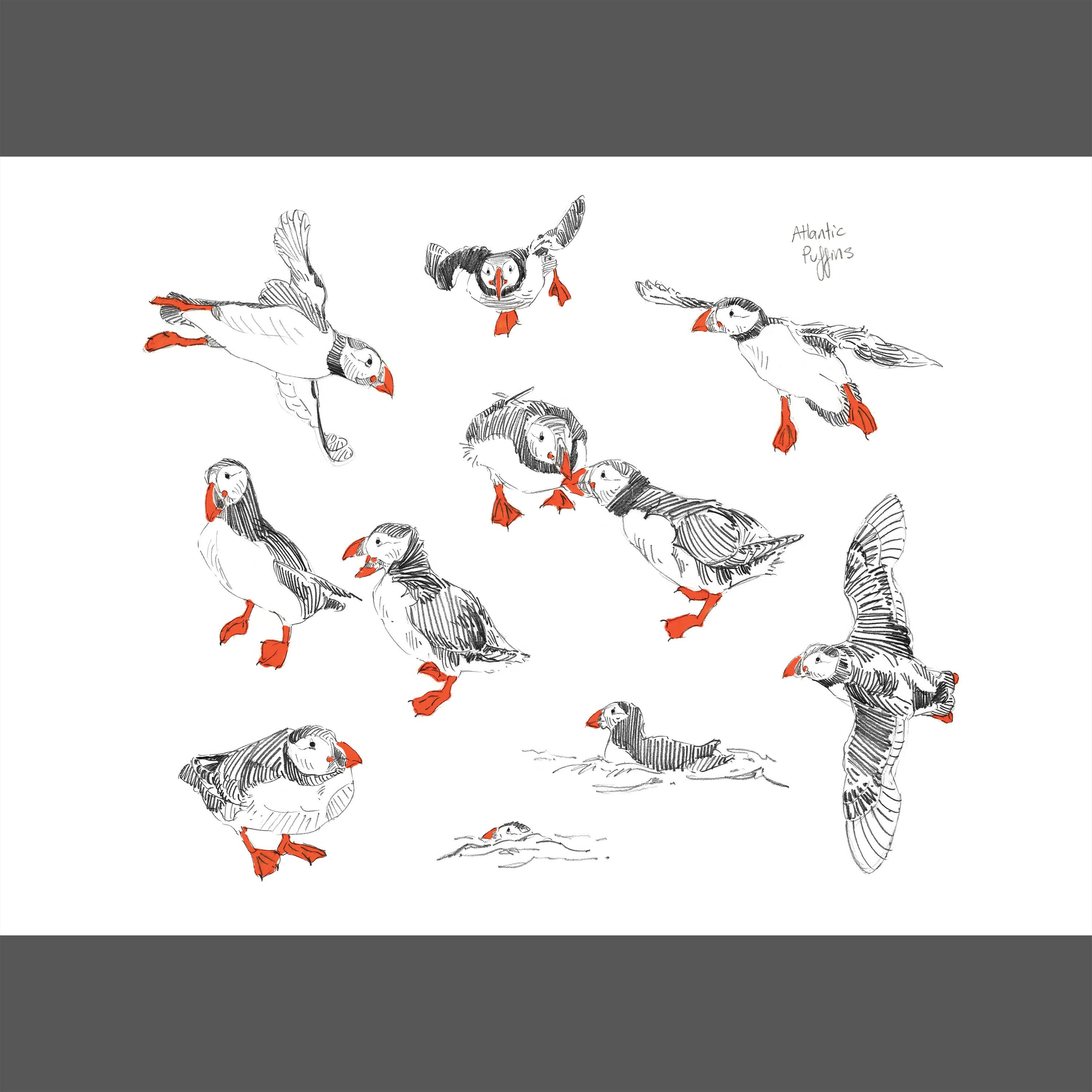 Puffin Sketches - A4/A5/A6 Prints
