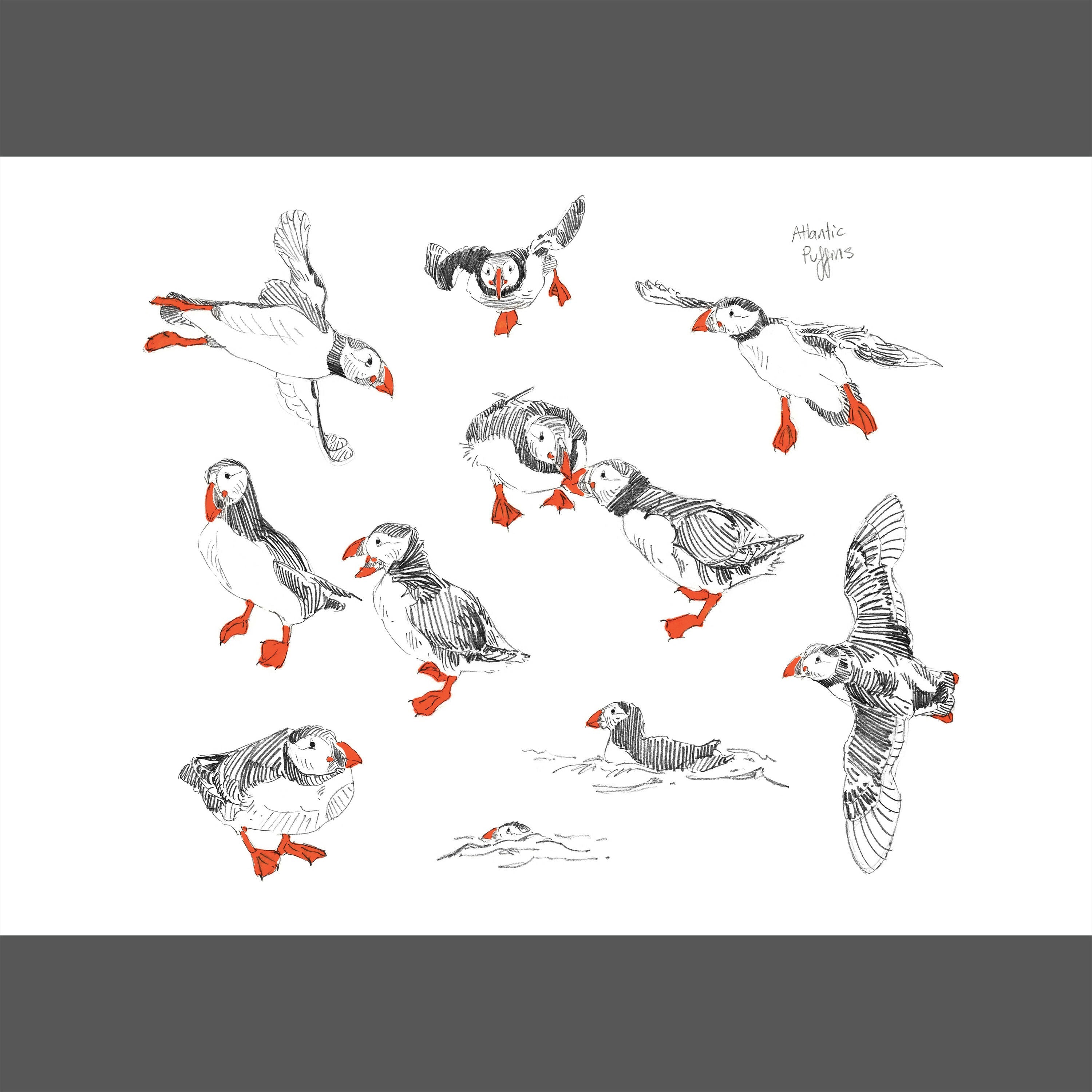 Pack of Puffin Prints - A4, A5, two A6