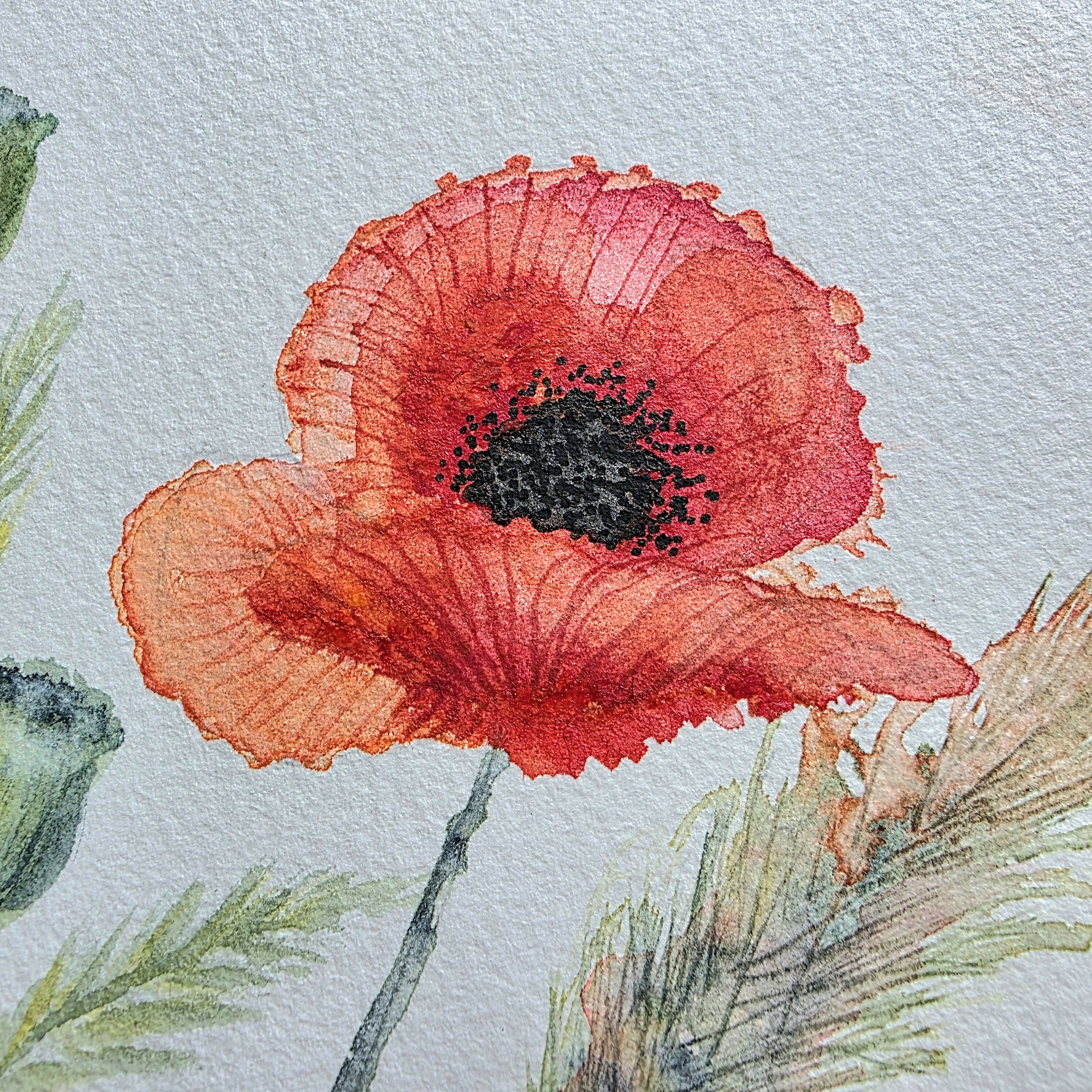 'Corn Poppy' Original Mixed Media Painting