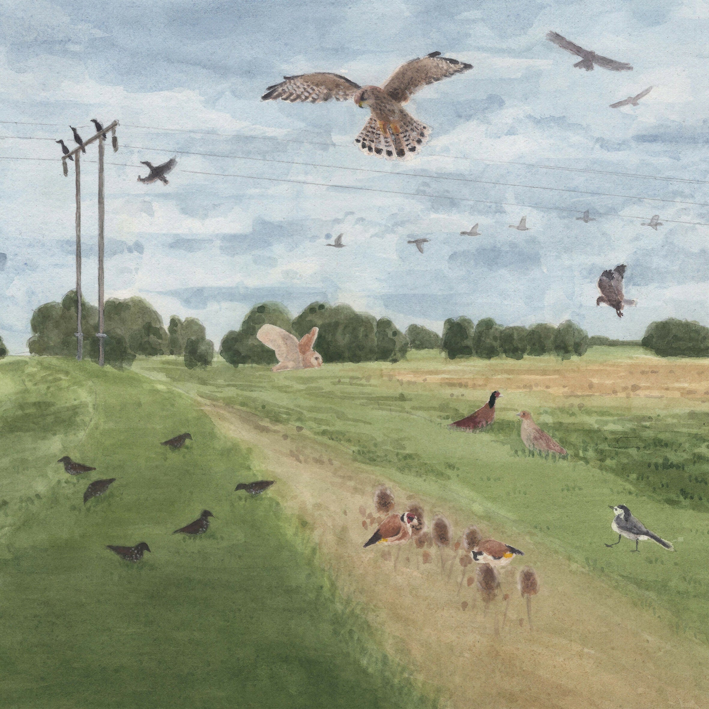 Birds of Beverley - 8" x 16"