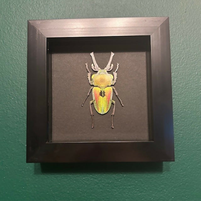 Lovely Faux Paper Rainbow Stag Beetle Mounted In A Black Box Frame
