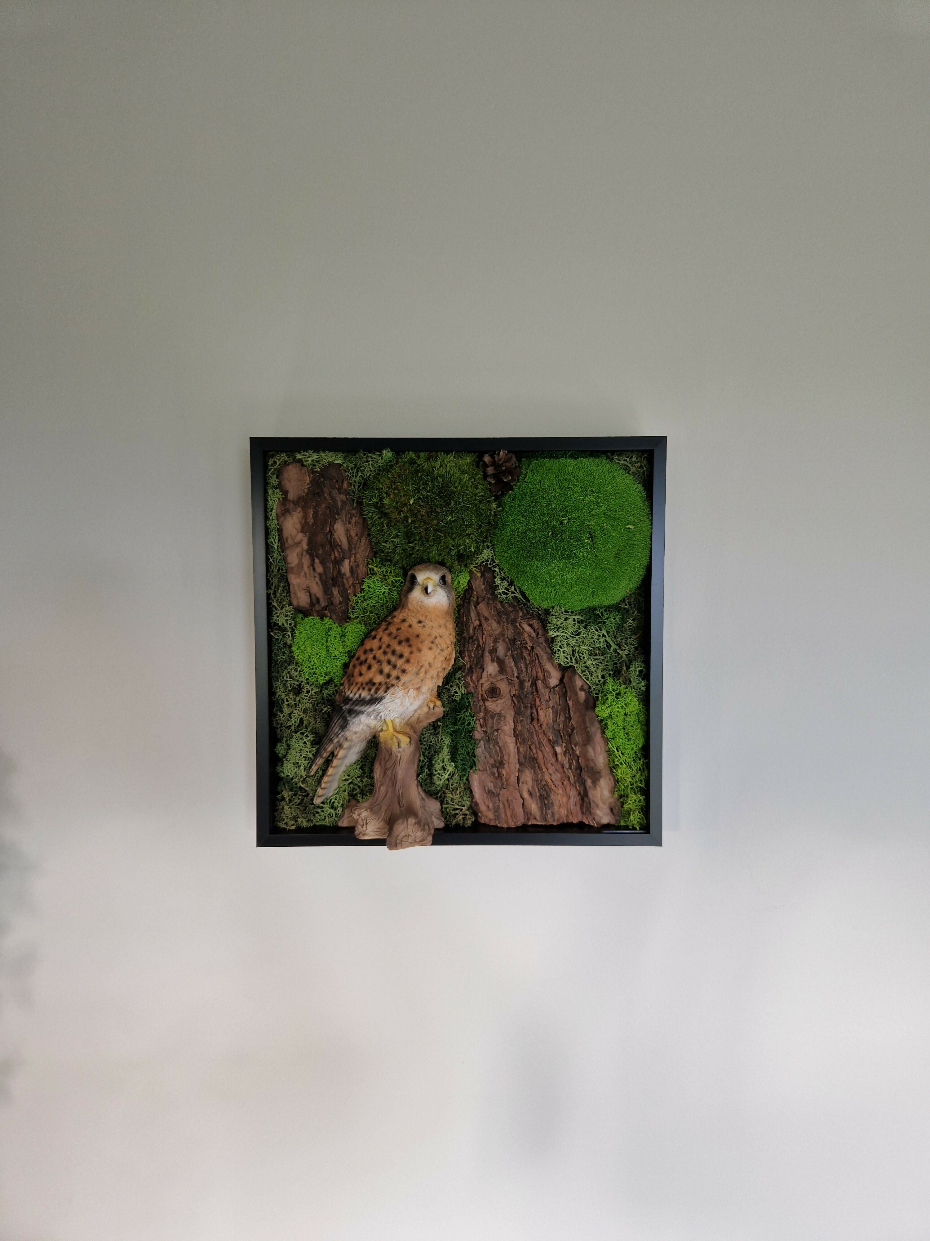 Kestrel