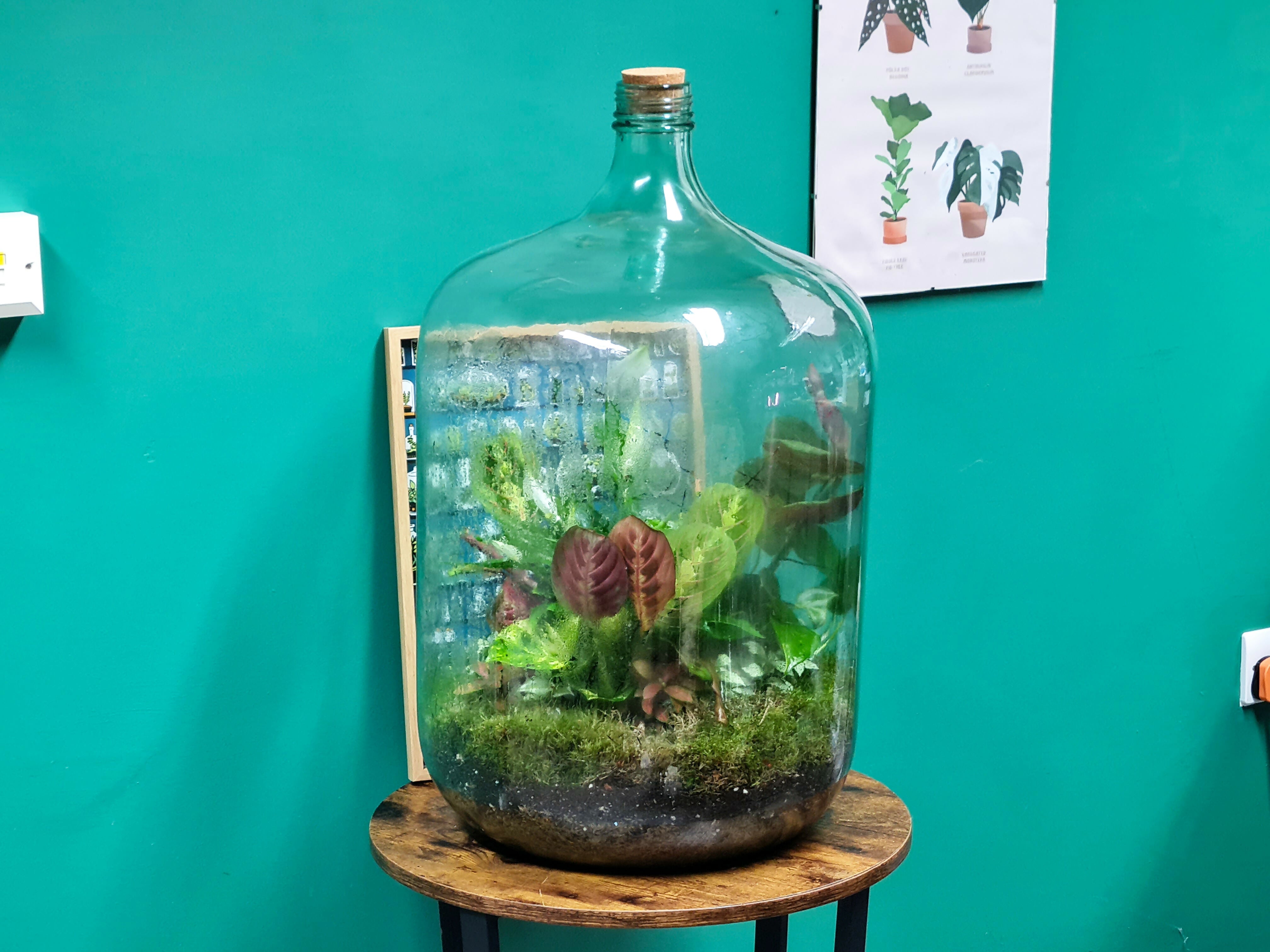 Large Carboy Light Up Terrarium