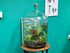 Large Carboy Light Up Terrarium