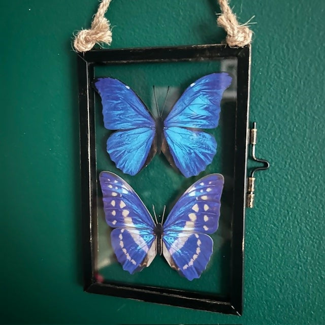 Two Stunning Blue Faux Paper Morpho Butterflies In An Antique Inspired Frame