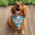 The Cuddliest Gremlin Pet Bandana