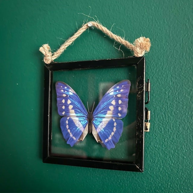 Lovely Faux Paper Blue & White Morpho Butterfly In An Antique Inspired Frame