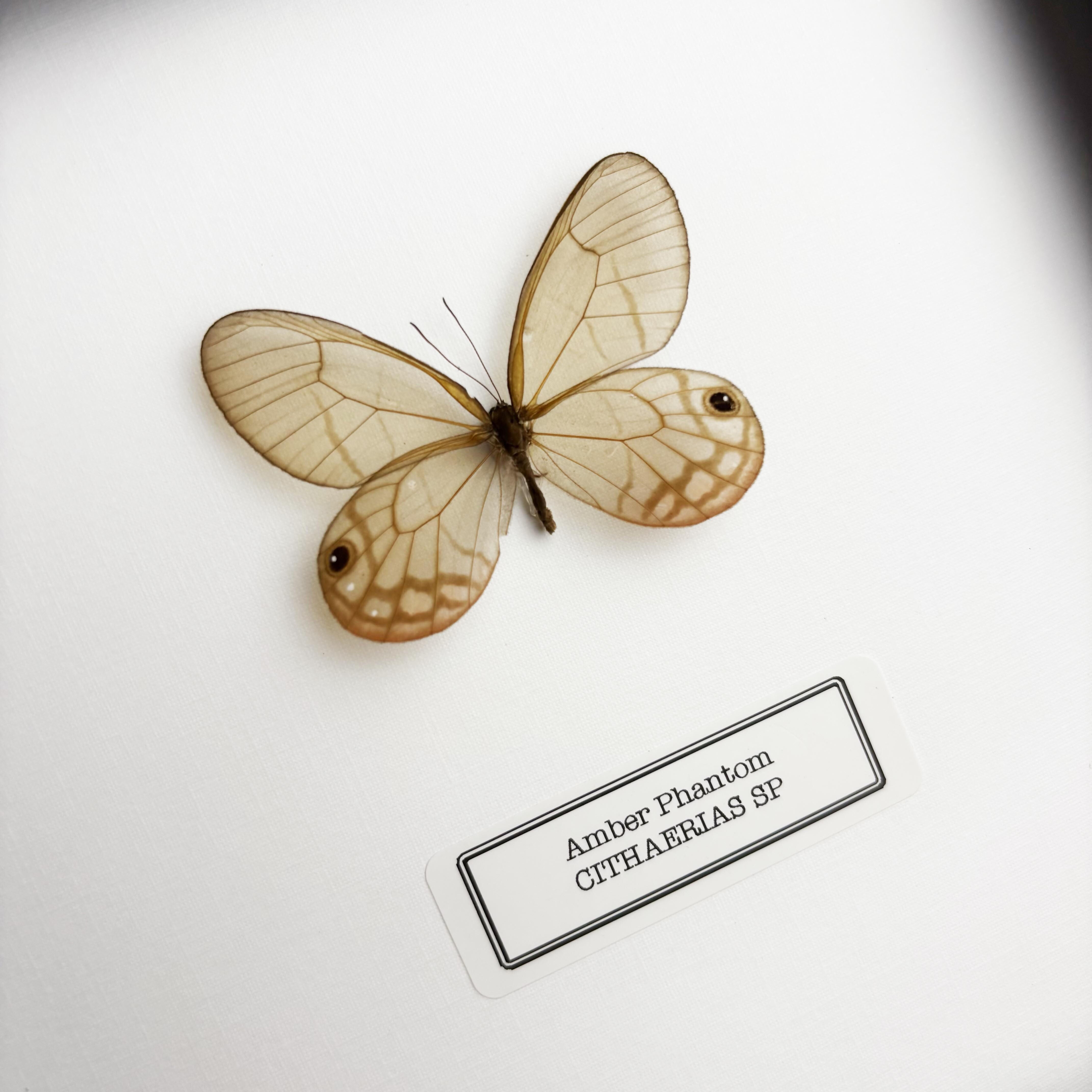 Amber Phantom Glasswing (Cithaerias Sp.) Butterfly Handmade Box Frame