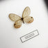 Amber Phantom Glasswing (Cithaerias Sp.) Butterfly Handmade Box Frame