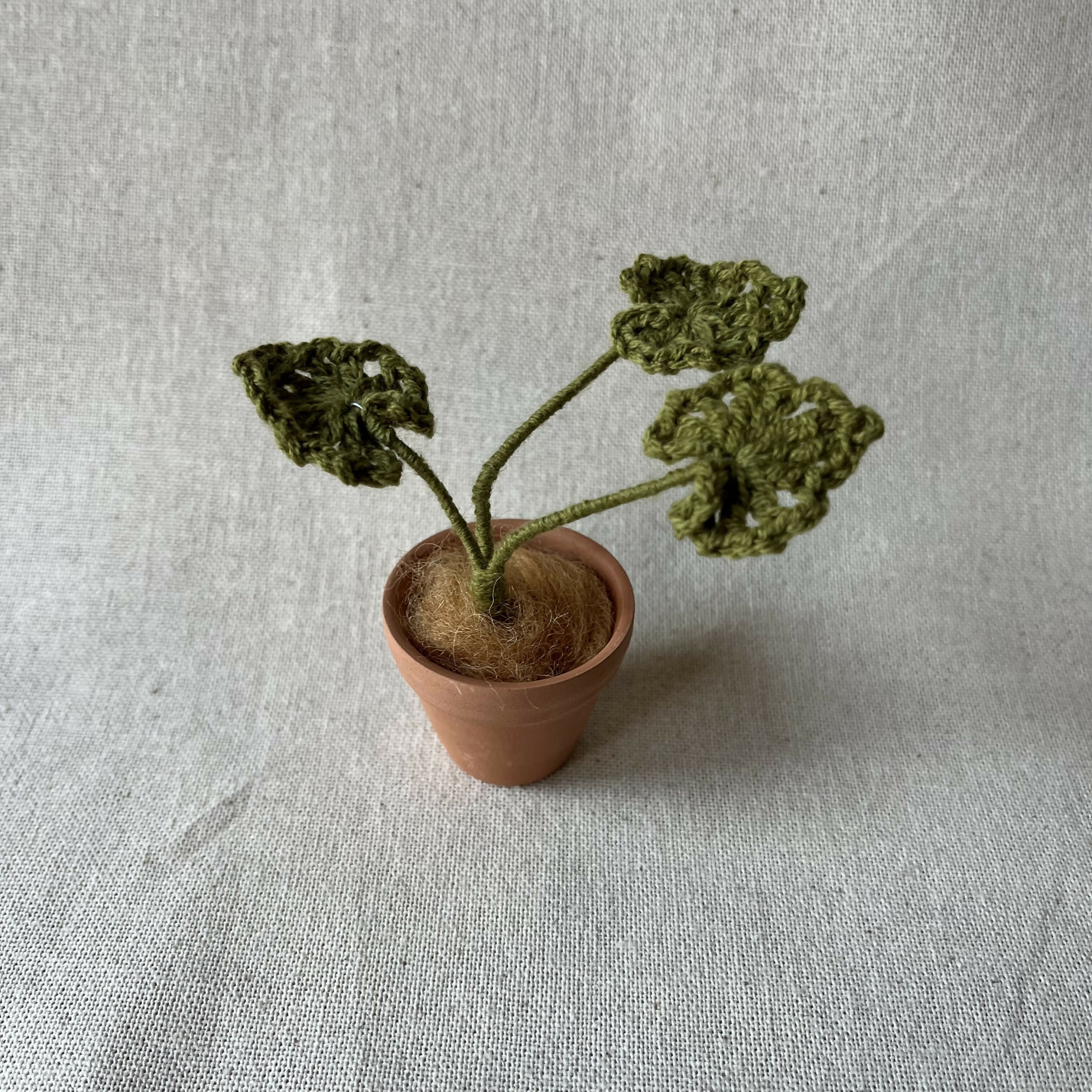 Miniature plant