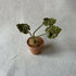 Miniature plant