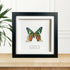 Sunset Moth (Chrysiridia rhipheus) Reverse Set Handmade Box Frame