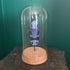 Lovely Glass Dome Featuring A Blue & Black 3D Paper Beetle