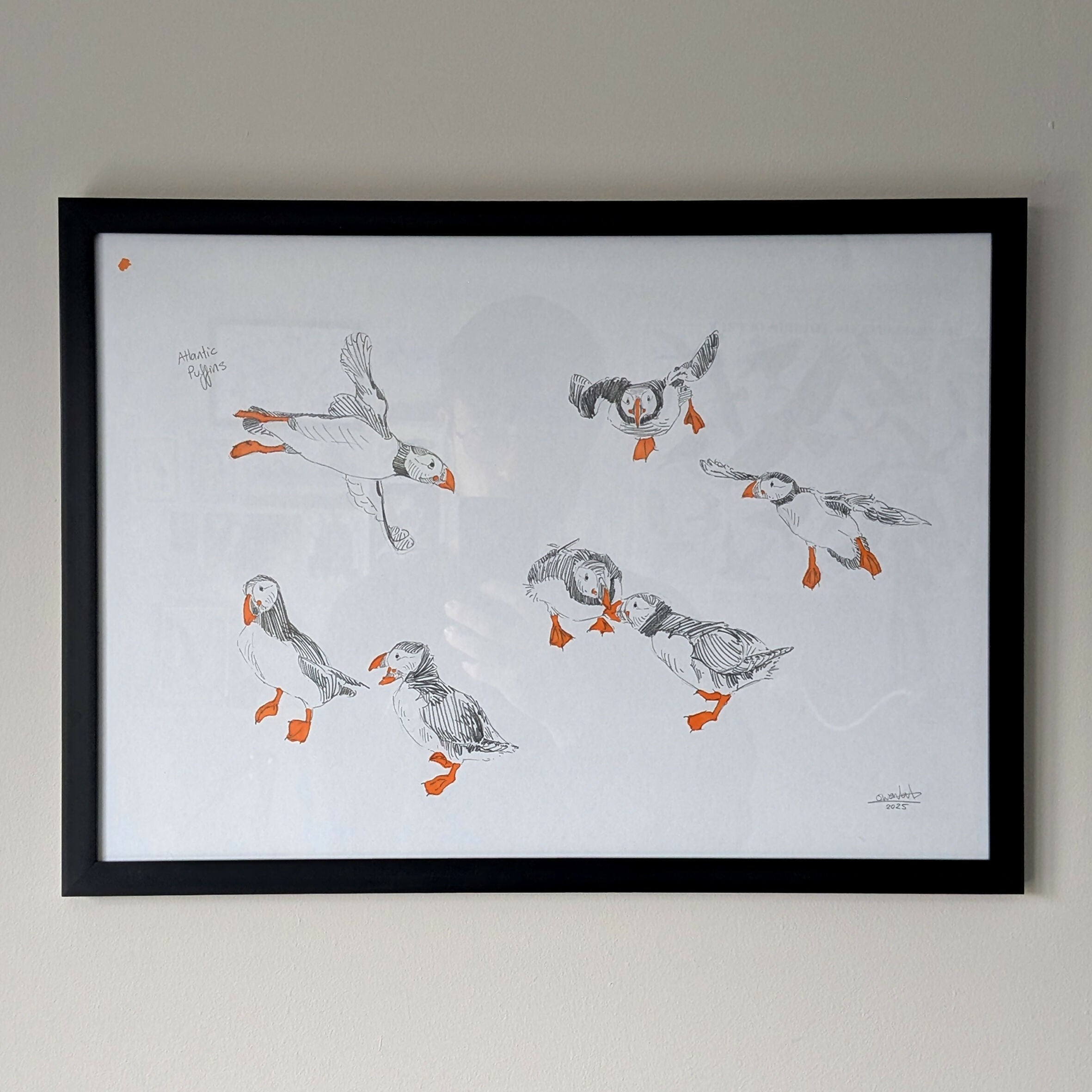 Puffin Sketches - A3 Original Framed