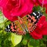 Painted Lady Butterfly Necklace