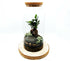 Extra Large Bonsai Closed Terrarium