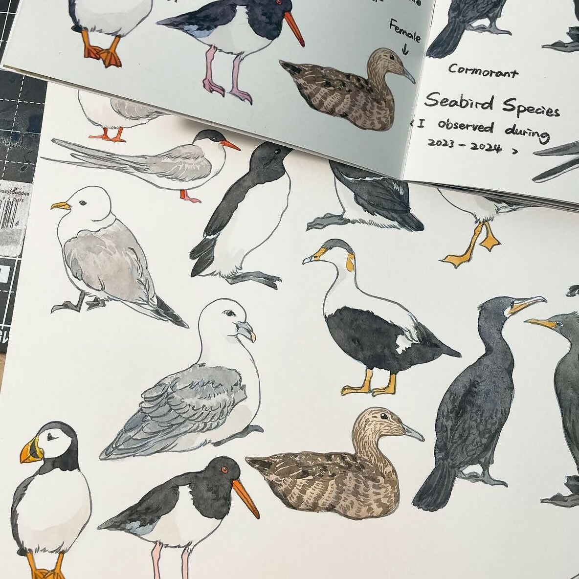 Scottish Seabirds Sketchbook