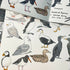 Scottish Seabirds Sketchbook