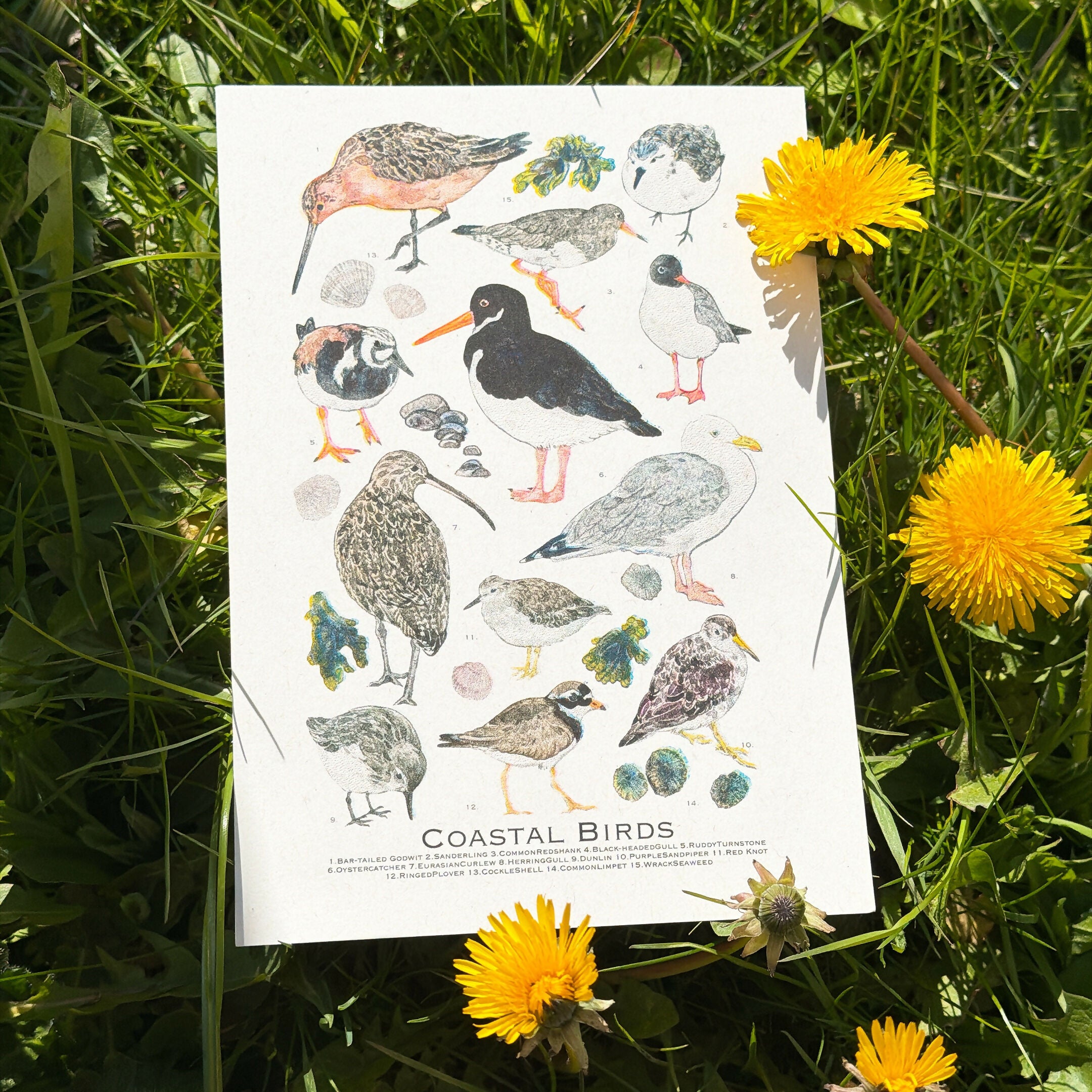 A5 RISO prints-Coastal Birds，Scottish Seabirds，Highland wildlife，Nocturnal wildlife