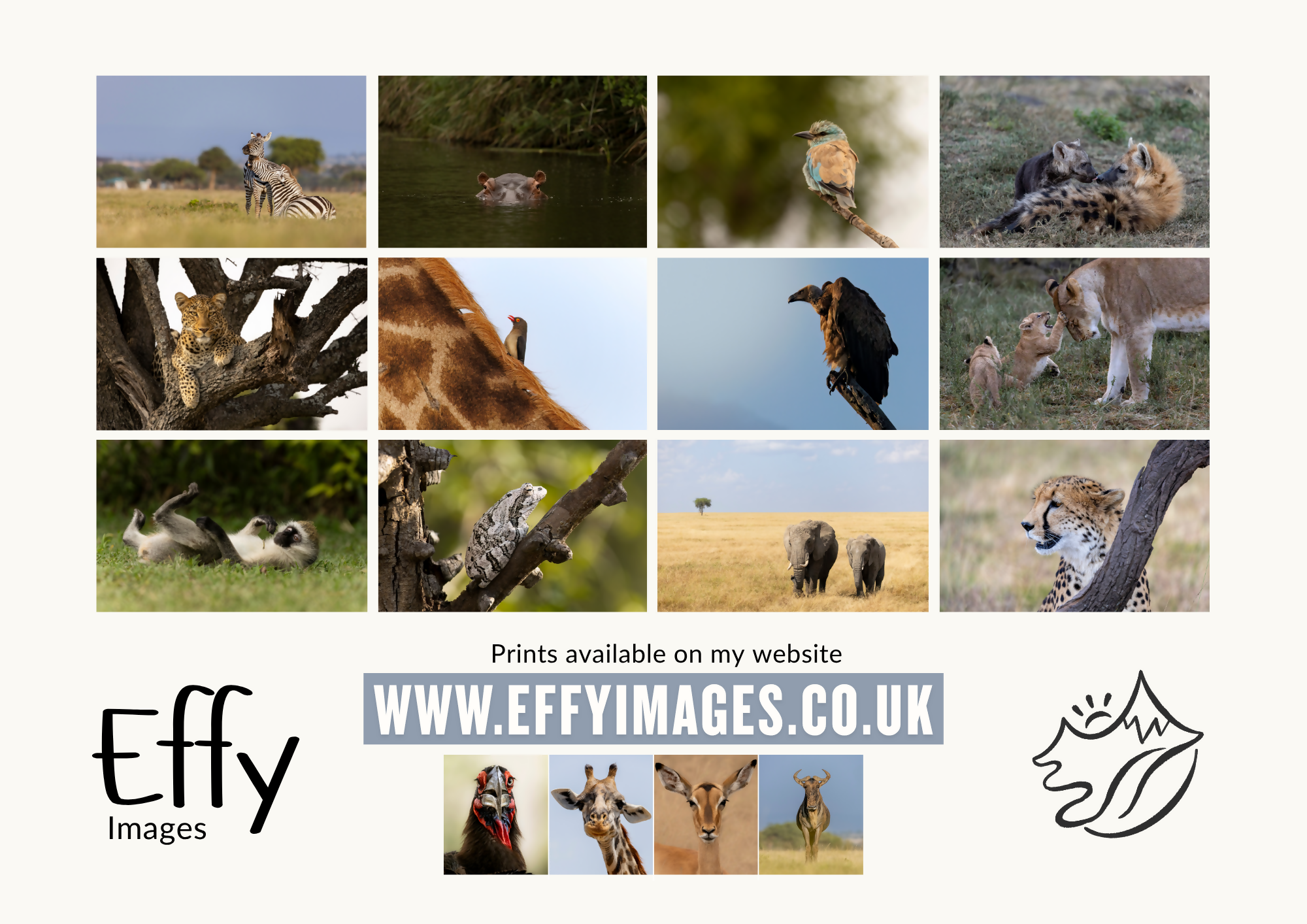 2026 Safari Calendar