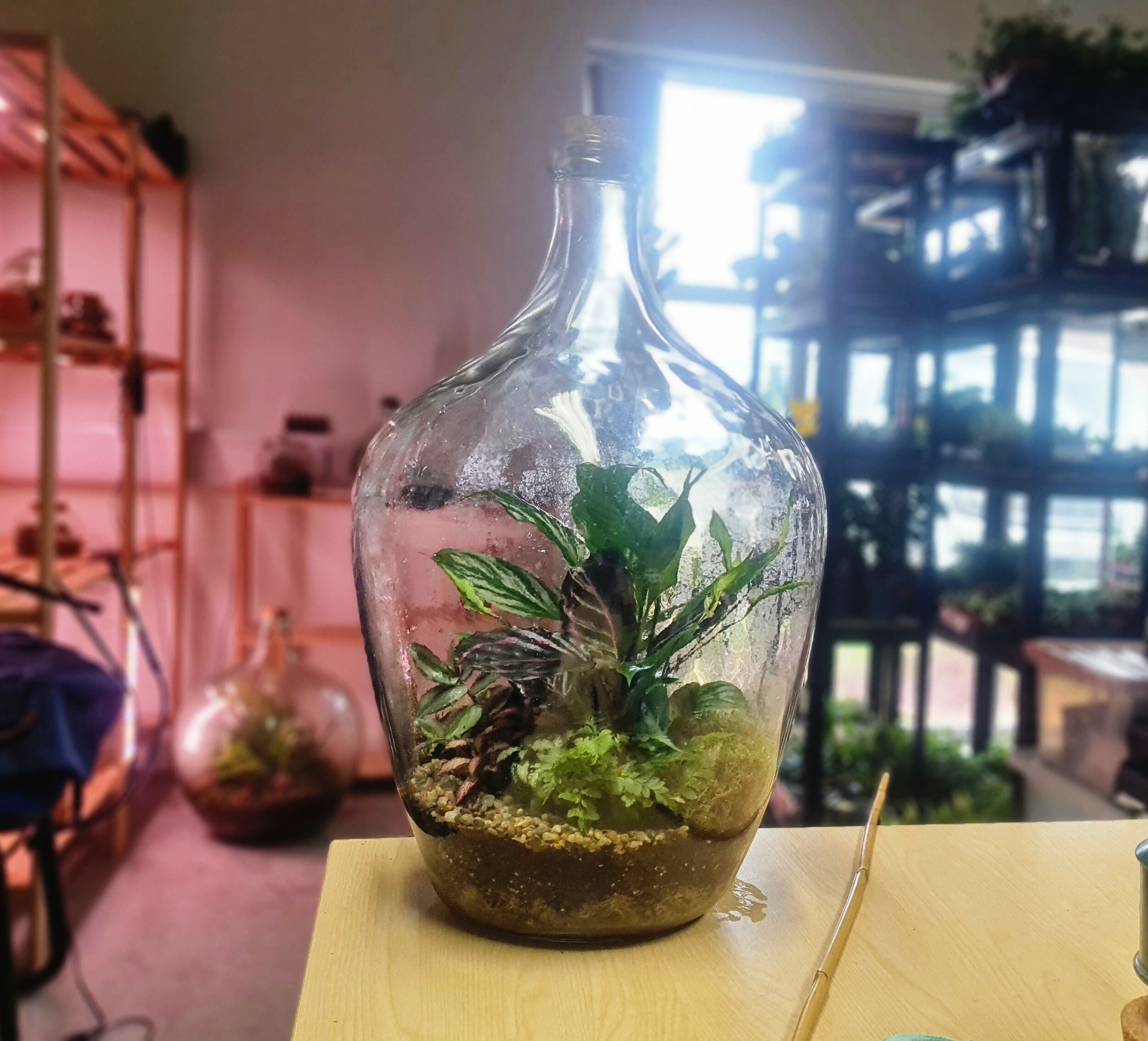 Large Carboy Light Up Terrarium