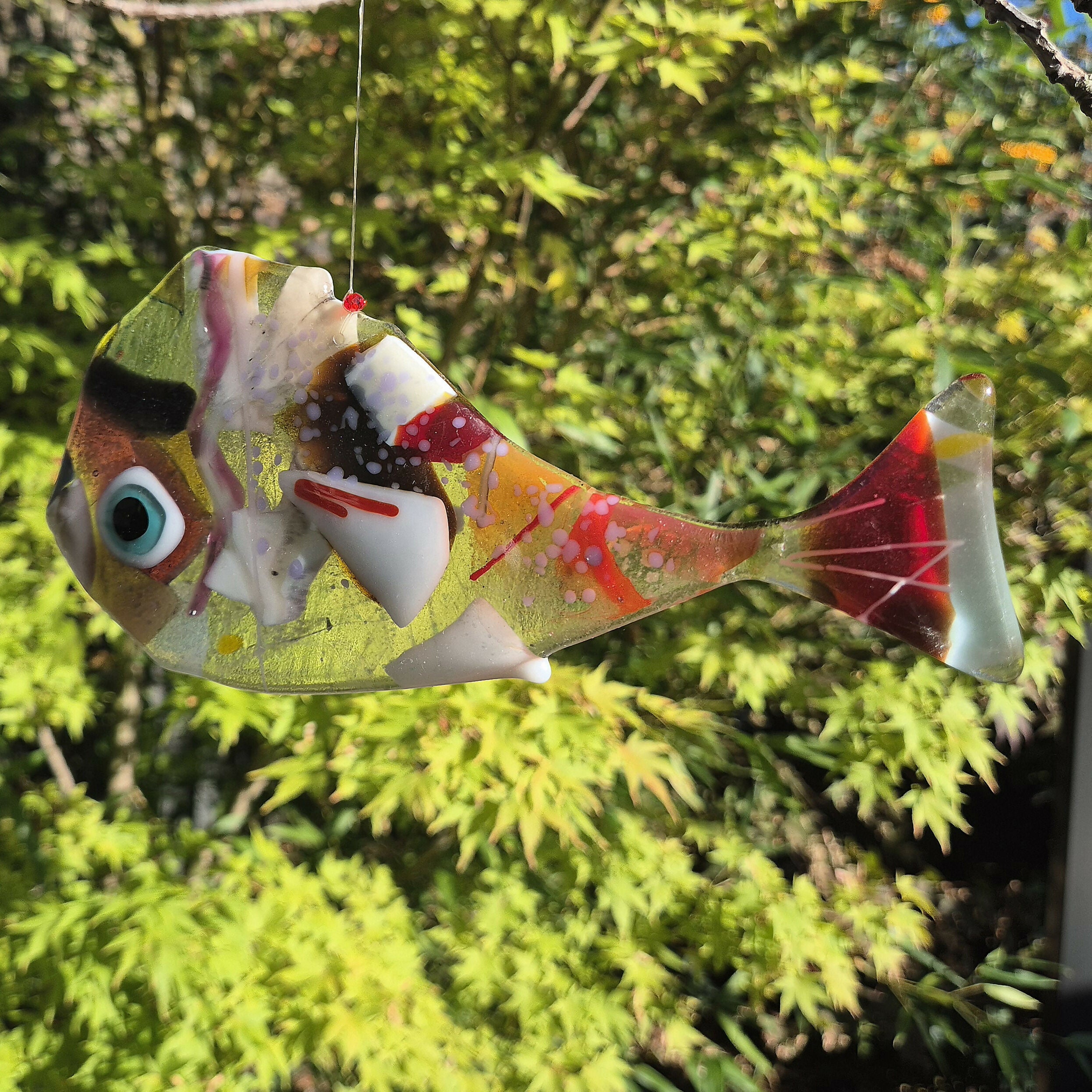 Red Tail Funny Fish