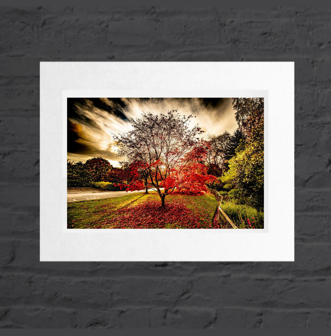 Autumn Red Tree, Golden Acre Park