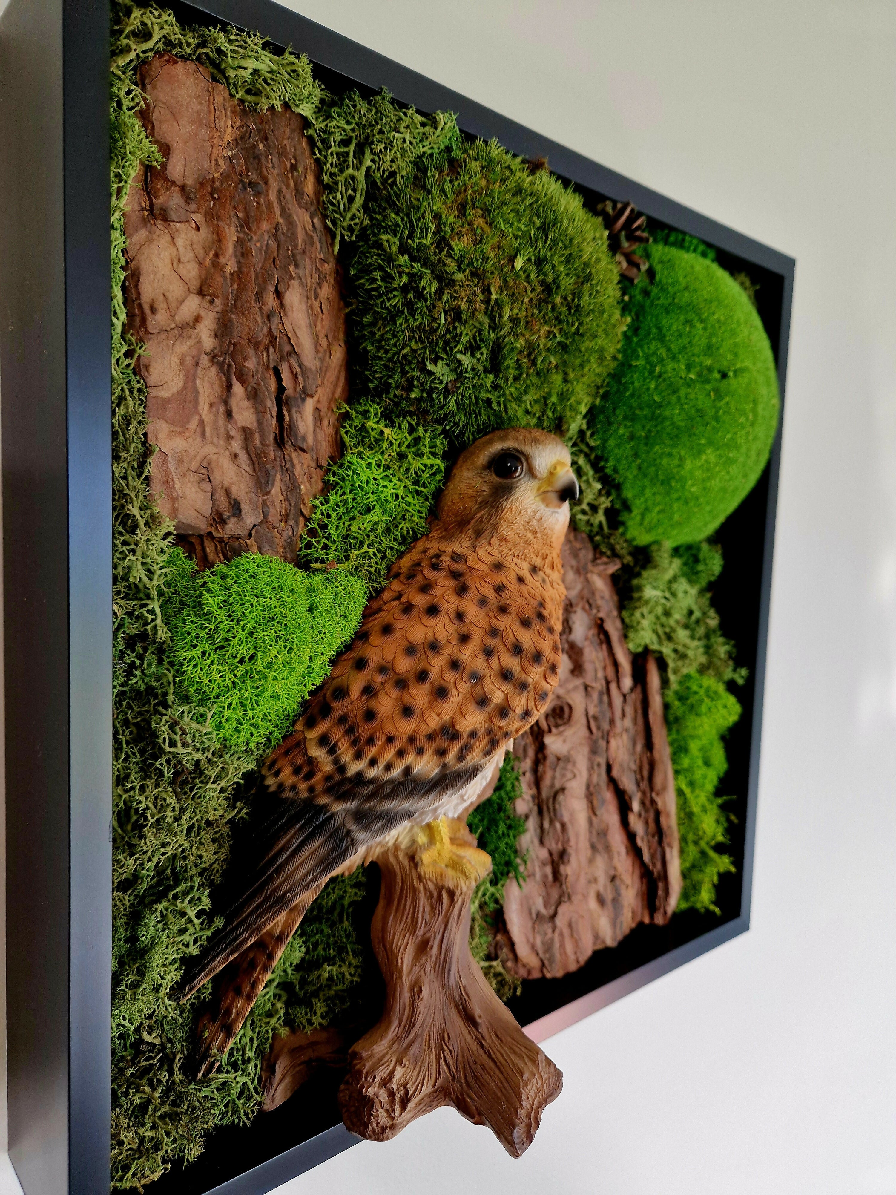 Kestrel
