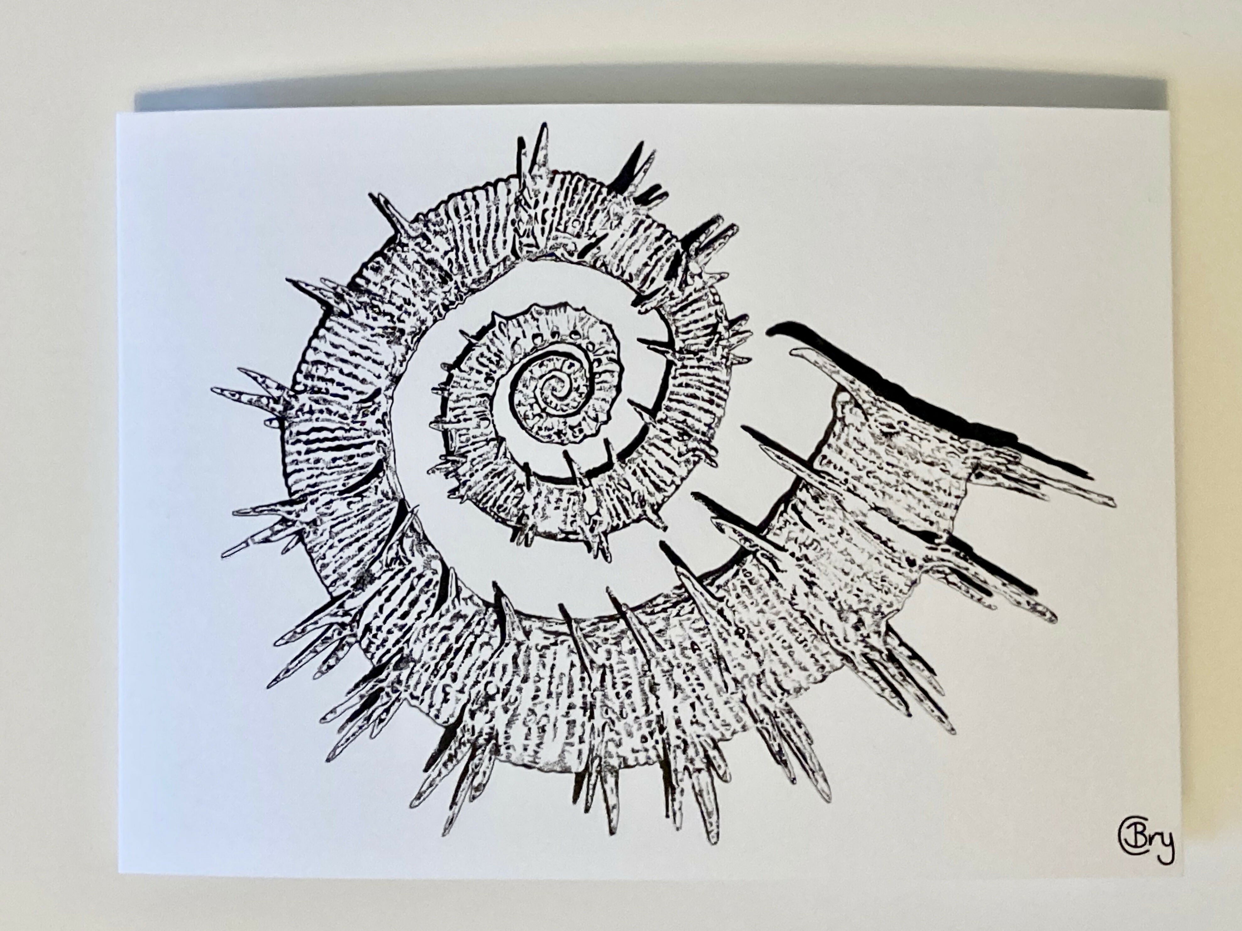 Ammonite - Greetings Card