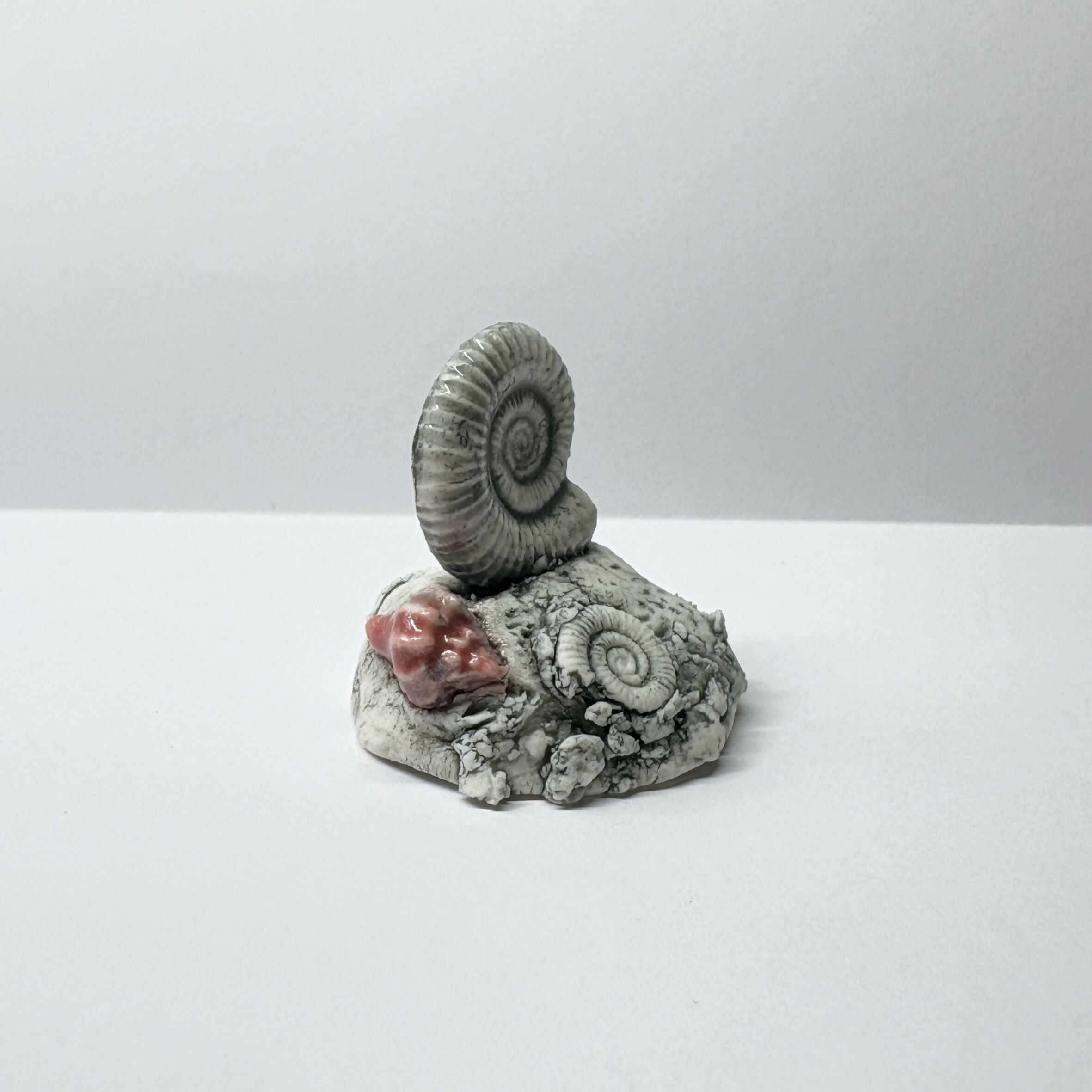 Porcelain Fossil on Rock