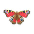 Peacock Butterfly Brooch