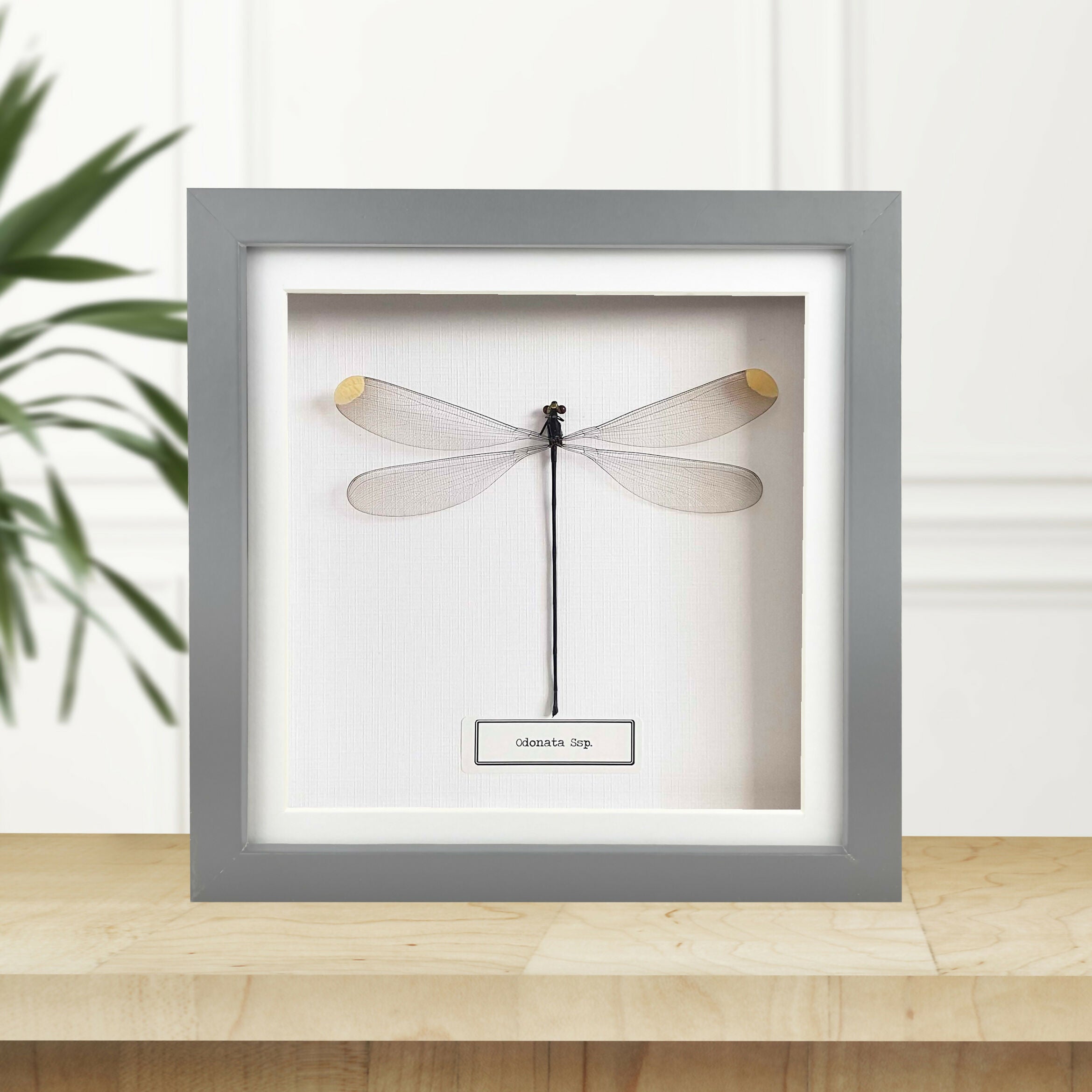 Damselfly (Odonata Ssp) Handmade Box Frame