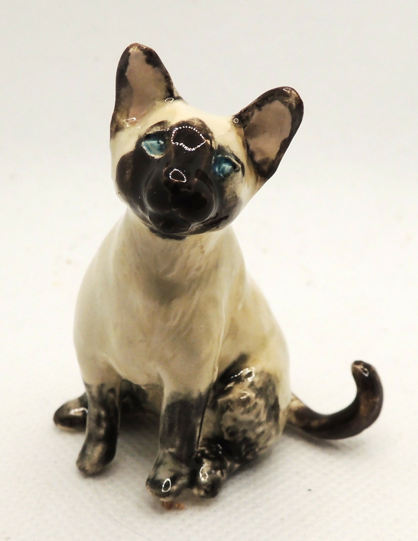 Siamese cat