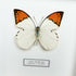 Giant Orange Tip (Hebomoia glaucippe) Handmade Box Frame