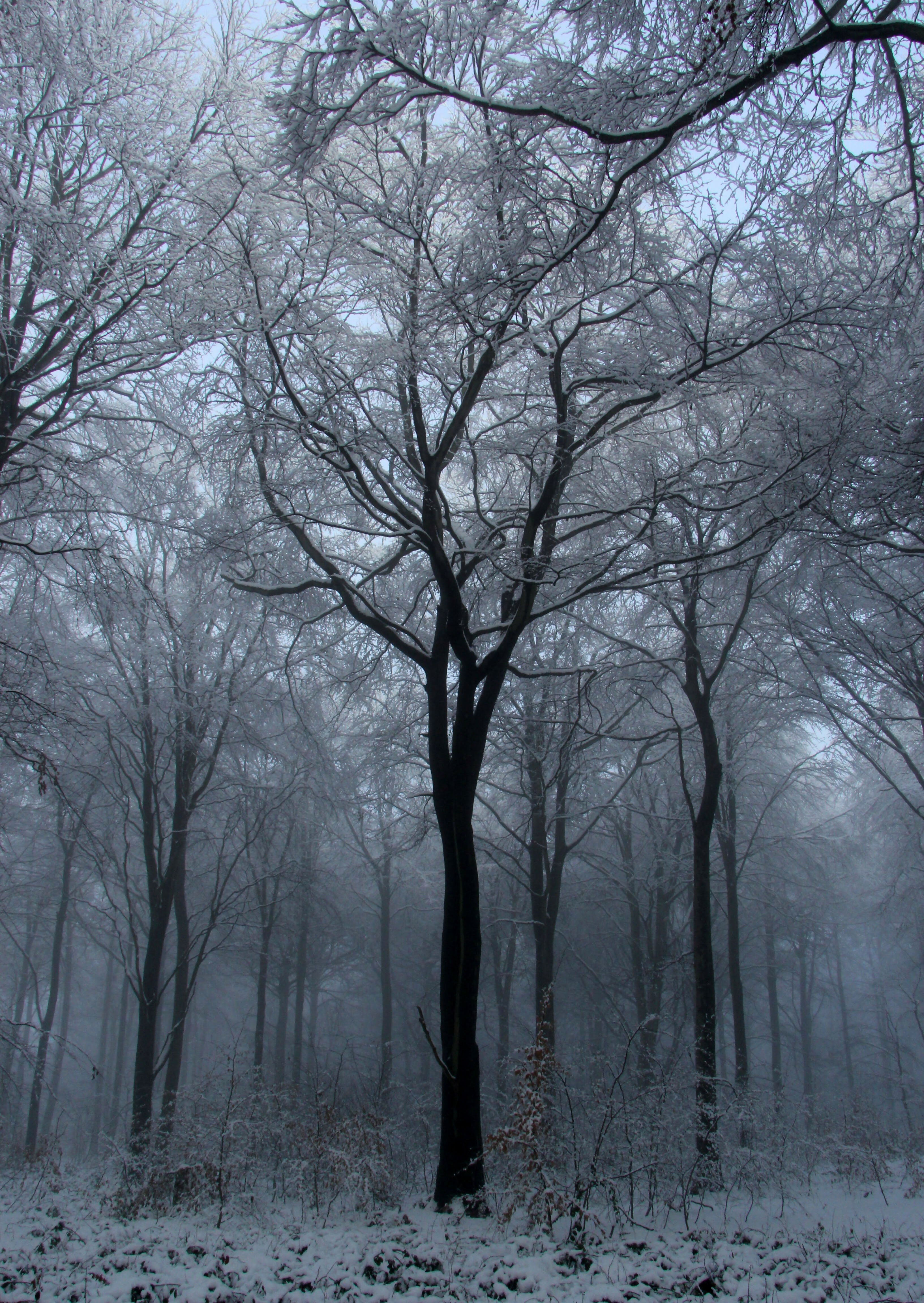 Winter Trees – A4 Print