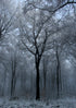 Winter Trees – A4 Print