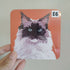 White and Grey Ragdoll V3 Cat Coaster