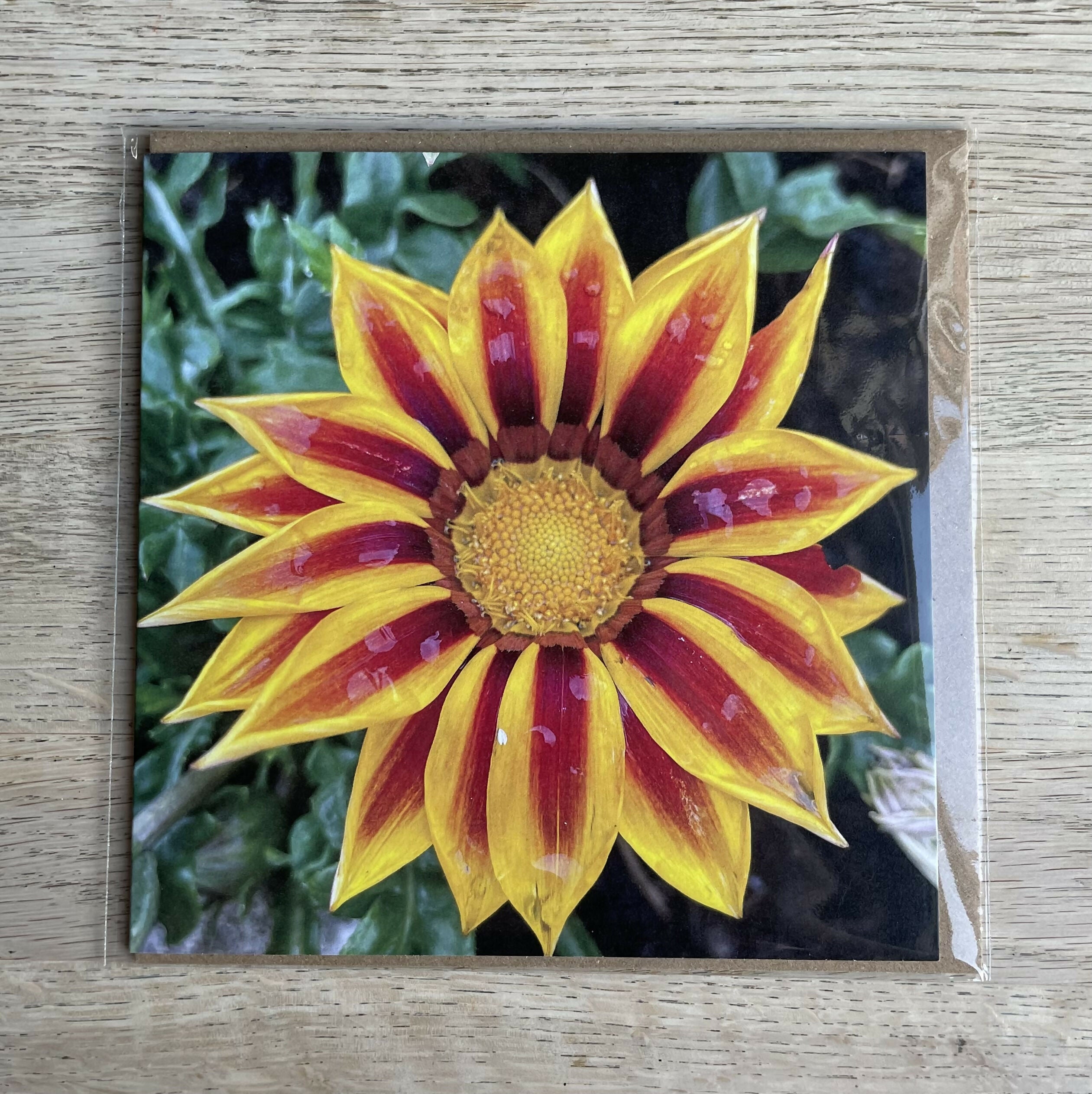Gazania – Square Greetings Card
