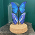 Stunning Glass Dome Featuring Faux Paper Morpho Butterflies