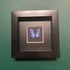 Lovely Mini Faux Blue & White Morpho Butterfly Mounted In A Black Box Frame