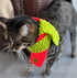 PET SCARF, FUN, BRIGHT PINK AND LIME- CAT OR SMALL DOG