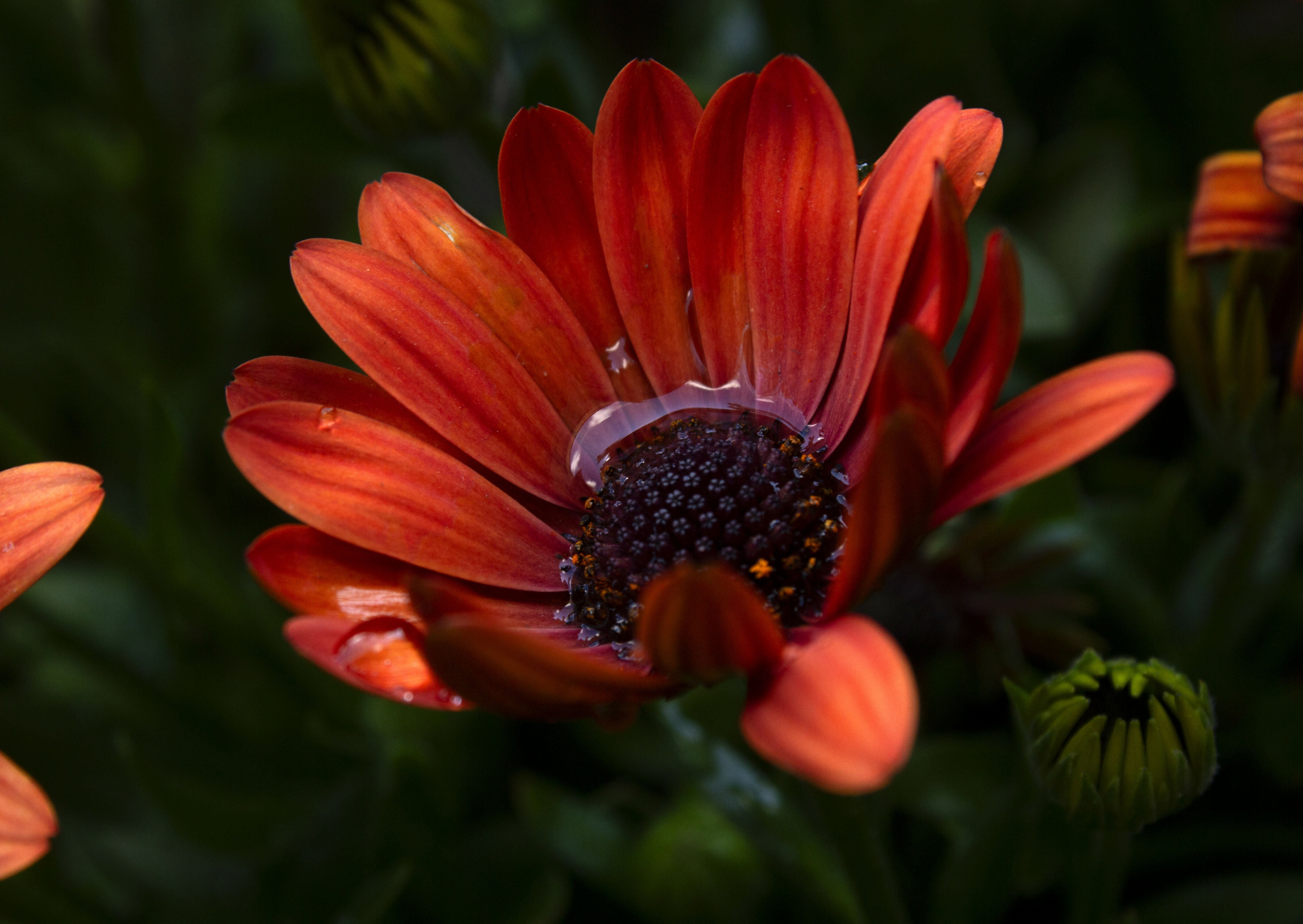 Crimson Serenity – 6x6, A4 and A3 Print