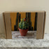 DIY Beaded Ball Cactus Kit with Terracotta Pot