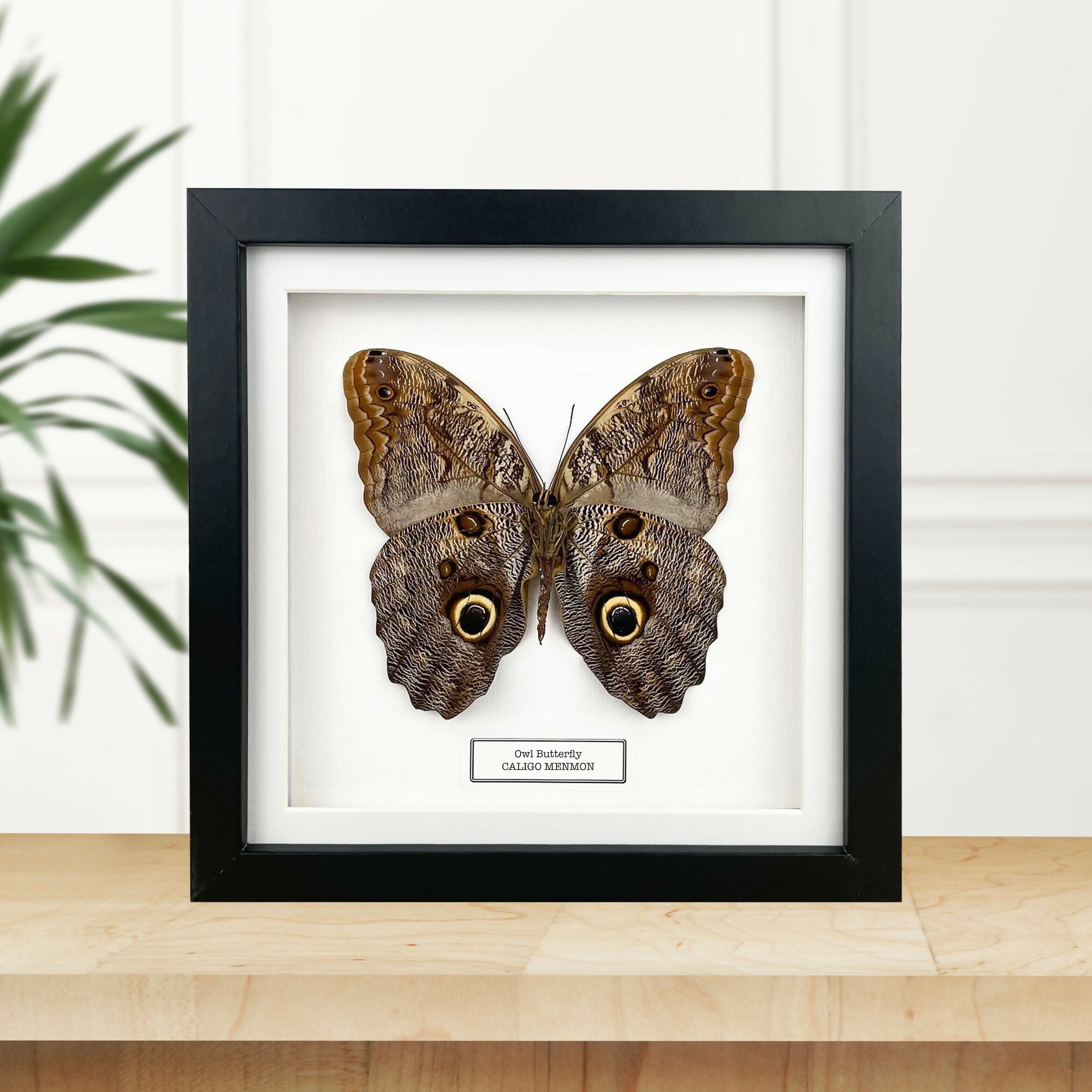 Owl Butterfly (Caligo memnon) Reverse Set Butterfly Handmade Box Frame