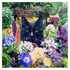 Boss of the Garden 8x8" Print