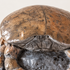 Raku Crab Sculpture